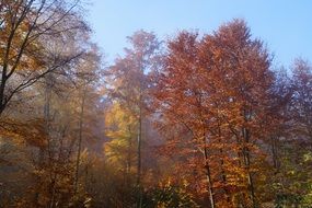 Colorful leaf trees