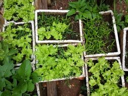 Green plants in a pots