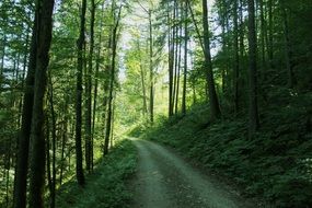 landscape of green Forest path at the sunlight
