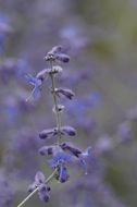 Closeup view of violet Lavender plant
