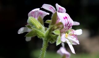 chili flower closeup