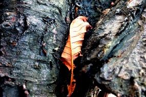 Nature Autumn Foliage Tree Wood
