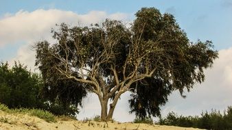 big tree on sand in nature in cyprus