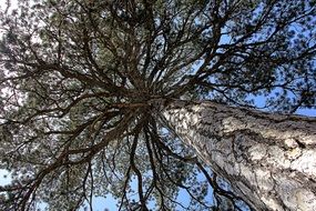bottom view of an aesthetic tree