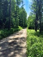 game of light and shadow on a trail in the forest