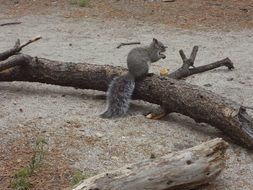Cute grey Squirrel on a fallen tree
