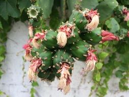 sluggish Cactus