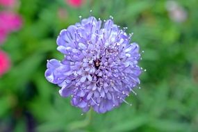 pale purple lush inflorescence on a blurry background close-up