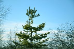 spruce among other trees