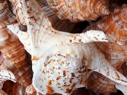 magnificent Shell Sea