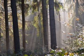 magnificent Forest Atmosphere