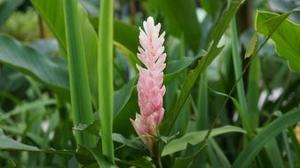 pink flower in Singapore
