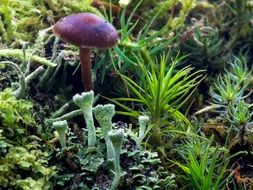 purple mushroom on the forest floor