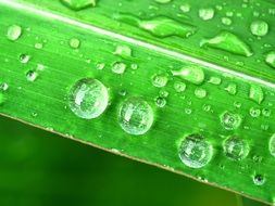 Water Drops on fresh green leaf