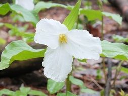 trillium is a wild flower