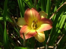 Yellow Daylily Hemerocallis macro