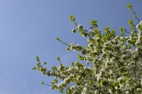 tree in white lush flowering on a sunny day