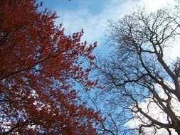 Trees in botanical garden