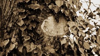 Sepia photo of ivied tree bark