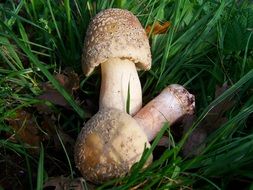 amanita phalloides mushroom