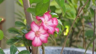 plant with pink flowers in a large pot