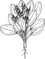 black and white graphic image of a wild plant as a bouquet