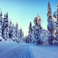 path on Snow in frosted spruce Forest