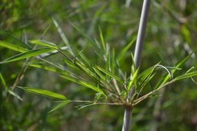 Picture of Bamboo Plants in nature