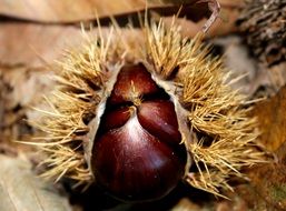 prickly chestnut
