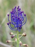 unusual purple wild flower
