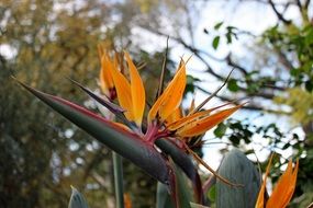 colorful fancy flowers in australia