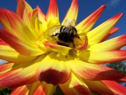 bumblebee on Red And Yellow dahlia at sky