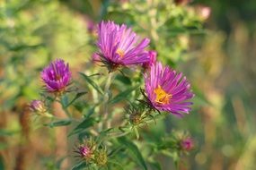 Pink perennial Aster Flowers