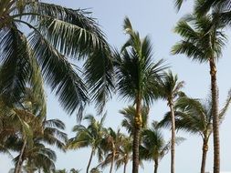 palm trees staggering in the wind