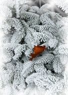 Snow Fir Leaf frosty closeup