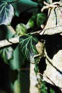 green ivy leaves close up