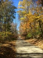road in the autumn forest in new england