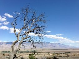 California bared tree Desert Sky view