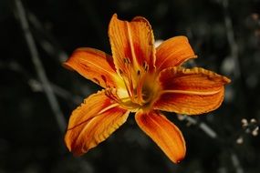closeup photo of magnificent Orange lily Flower