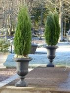 Green plants in a stone Pots on staircase