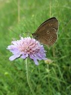 brown Butterfly on pink Flower