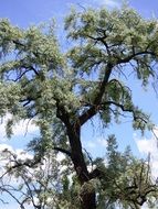 Tree Old Hanging Foliage