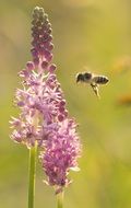 Bee in flight at pink inflorescence