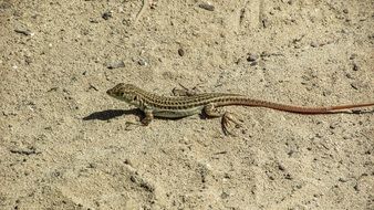 Acanthodactylus Schreiberi in the sand closeup