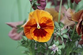 Pansy Nature Flower Plant Color