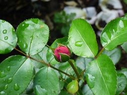 raindrops on a young bush rose in the garden