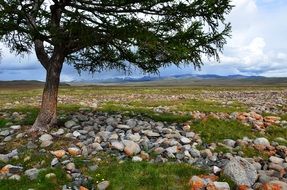 Tree Mountains Desert