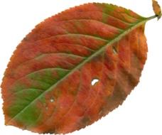 tree leaf on white background