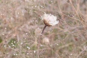 Spring White Wildflower