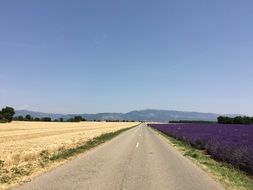 incredible beauty Lavender Wheat